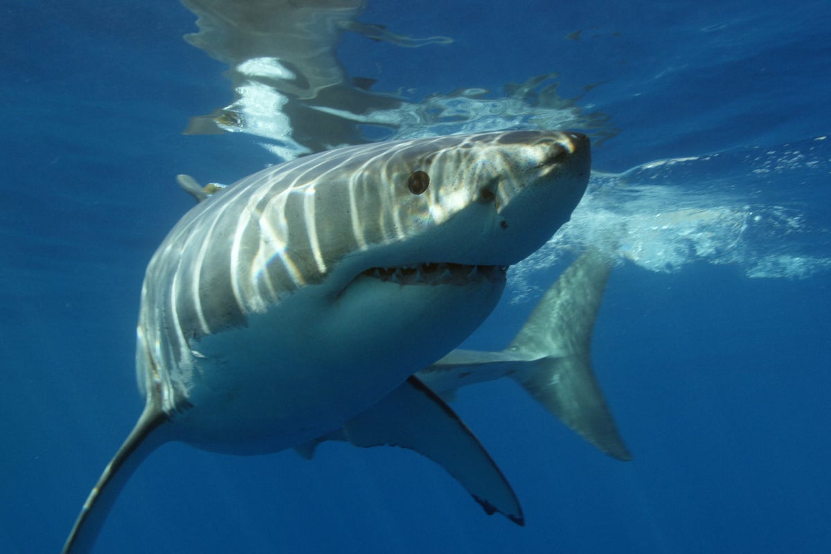 Shark Week NFTs: How Viewers Can Get Them For Free