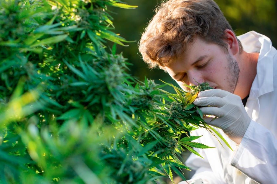 Skunk Smell: Study Reveals Origin Of Marijuana's Distinctive Aroma