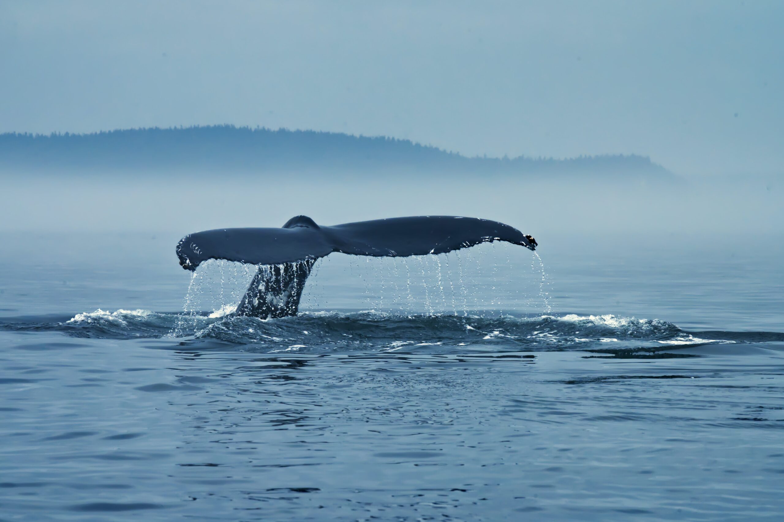 Bitcoin Whales With 10k+ BTC Have Been Growing