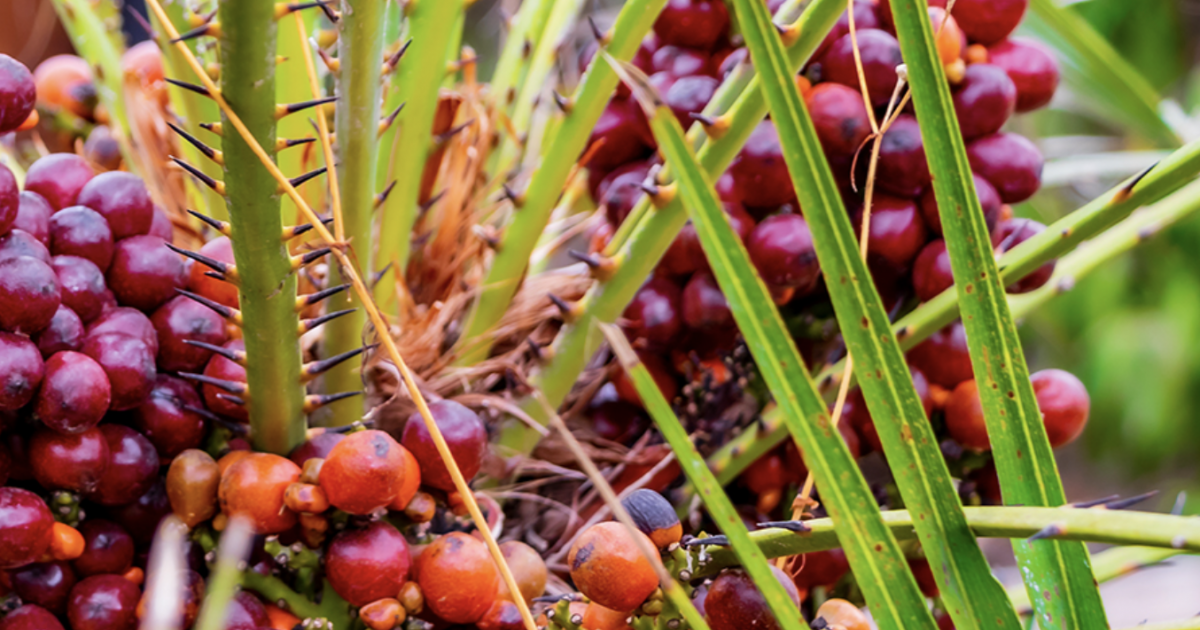 Palm Oil Monthly Update ‒ July 2022