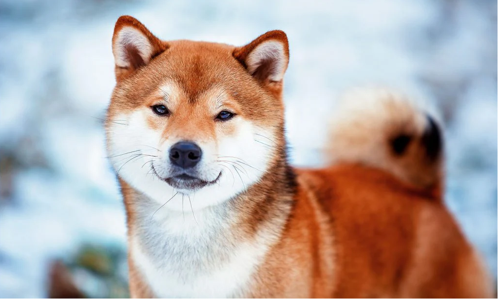 Shiba Inu