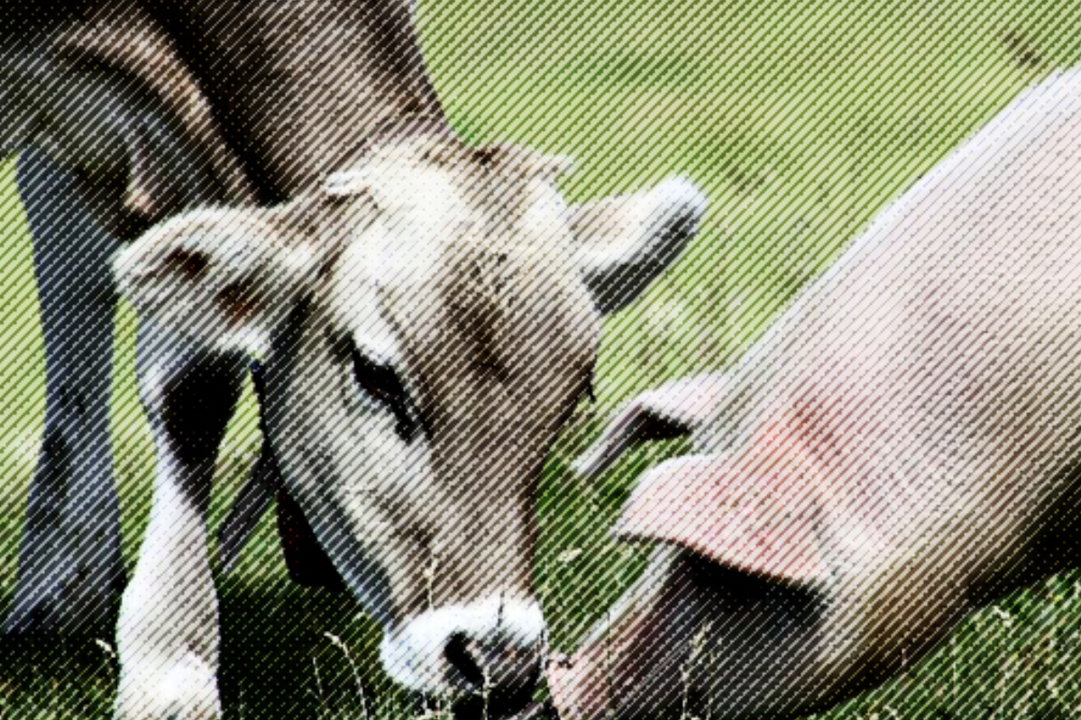 A Tale Of Two Markets: Why The Future Looks Different For Hogs And Cattle