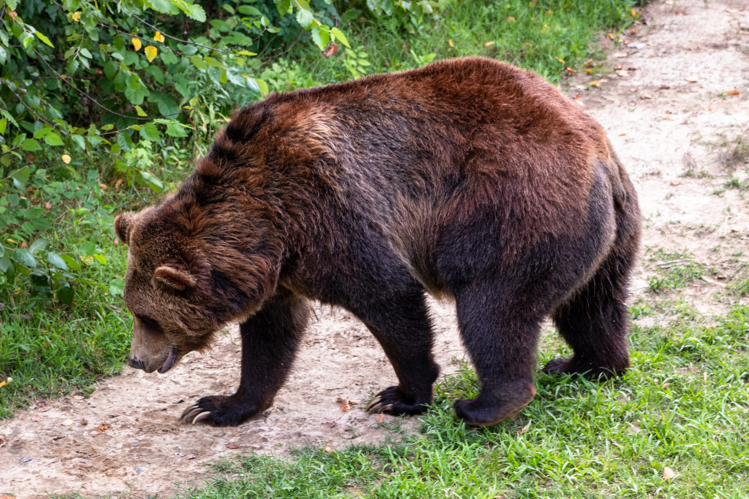 Bitcoin Bearish Signal: Miners Continue To Dump