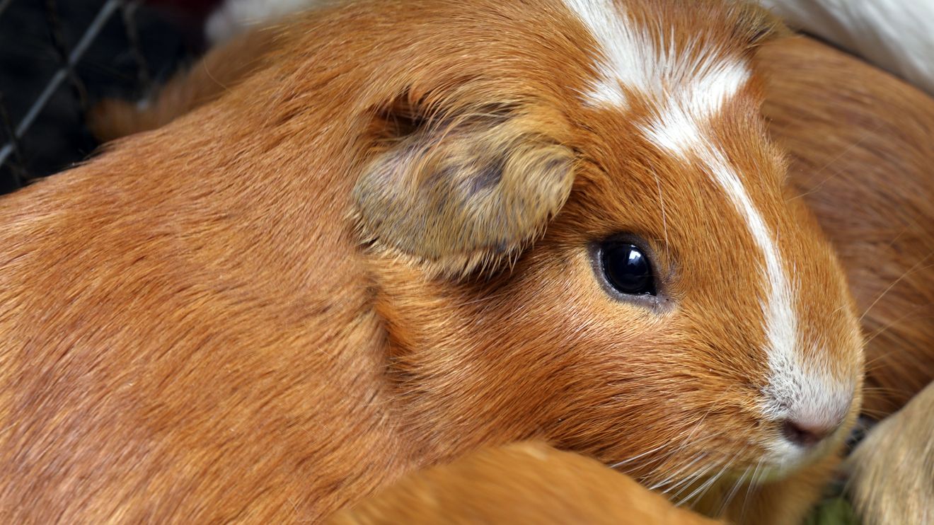 New York City considers banning sale of guinea pigs as they overwhelm shelters