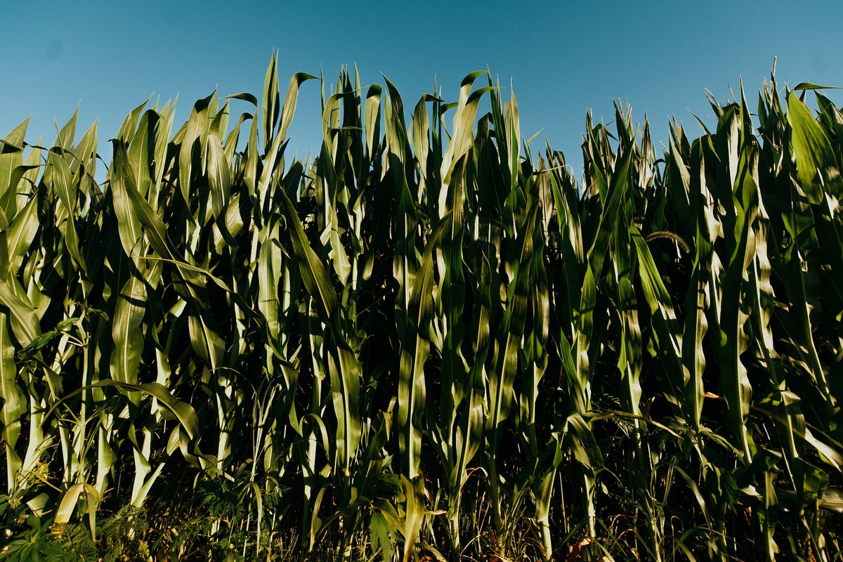 How To Conquer The Midwest? 4Front, Pharmacann & Marimed Execs Discuss At Benzinga Cannabis Conference