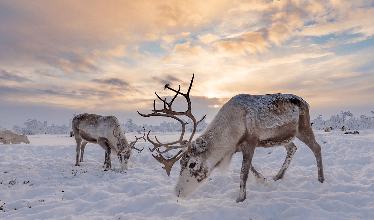 Are Reindeer Good Stock Pickers?