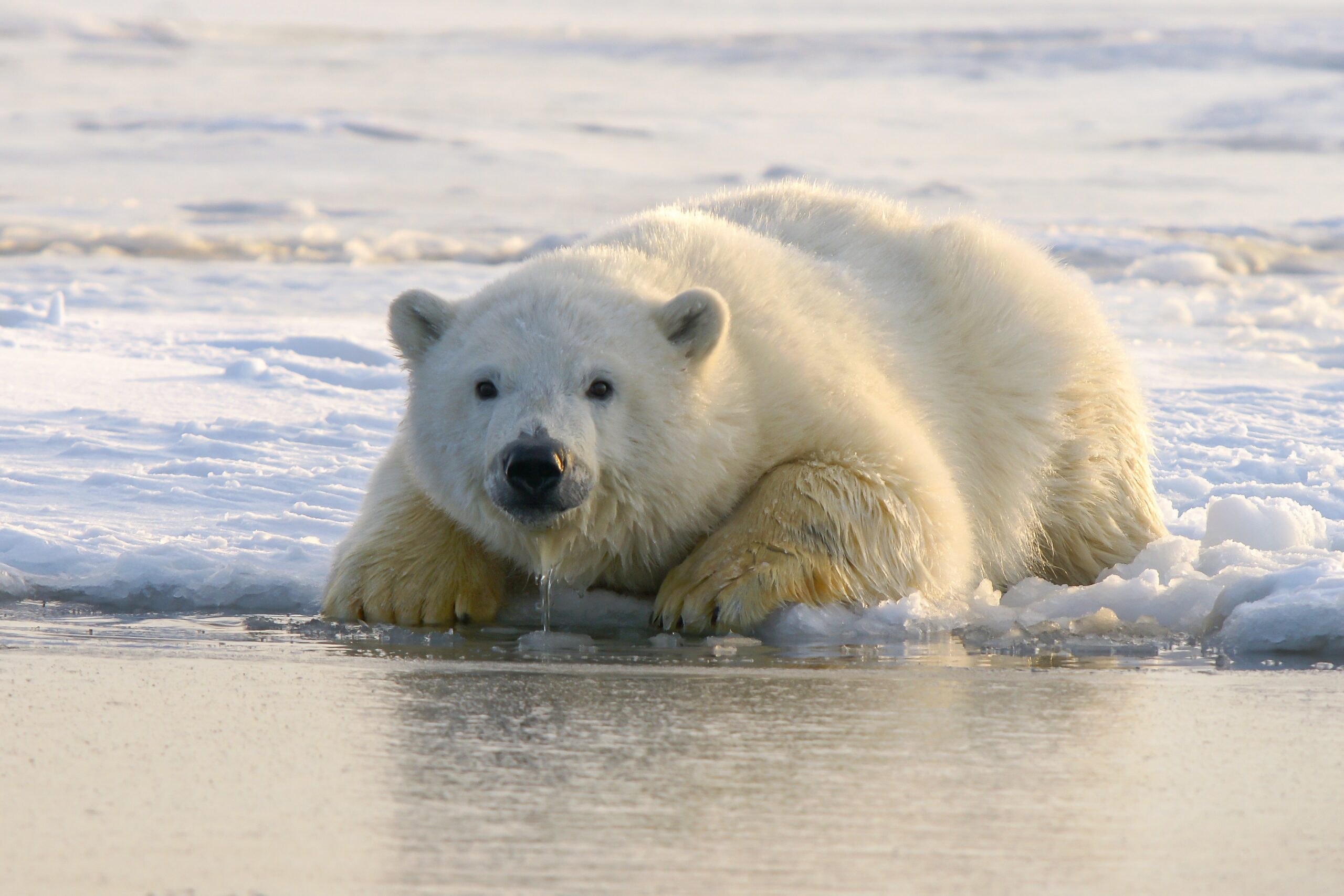 Bitcoin Is Yet To See This Historic Late-Bear Crossover