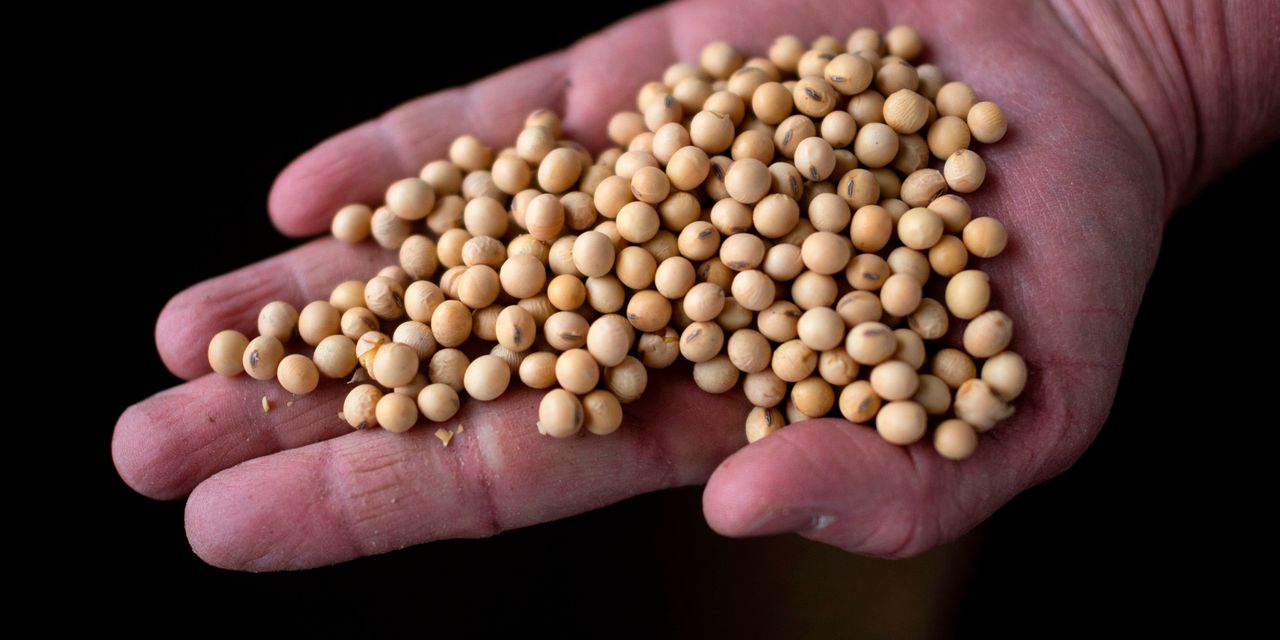Soybean futures eye highest finish since June as USDA cuts output and yield forecasts