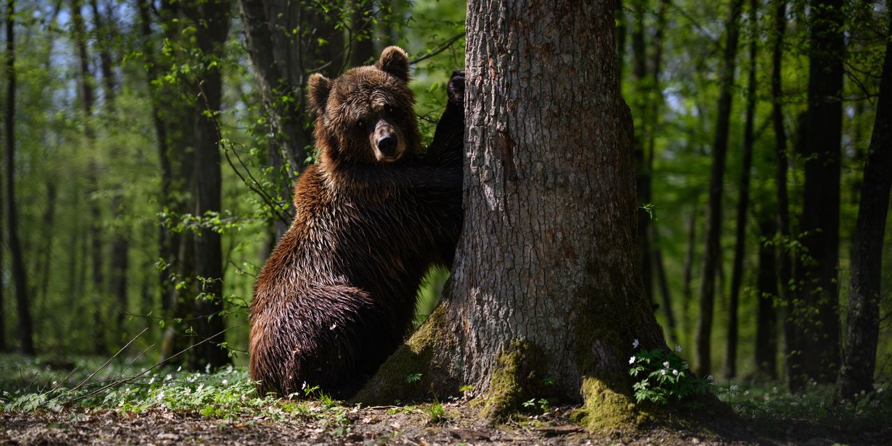 These money and investing tips can help your portfolio outrun a bear market