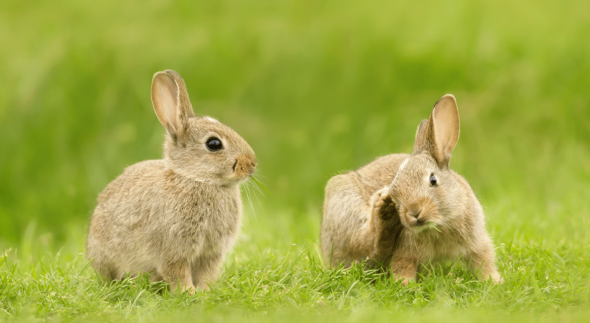 Institutional Portfolio Benchmarks: Slow Rabbits?