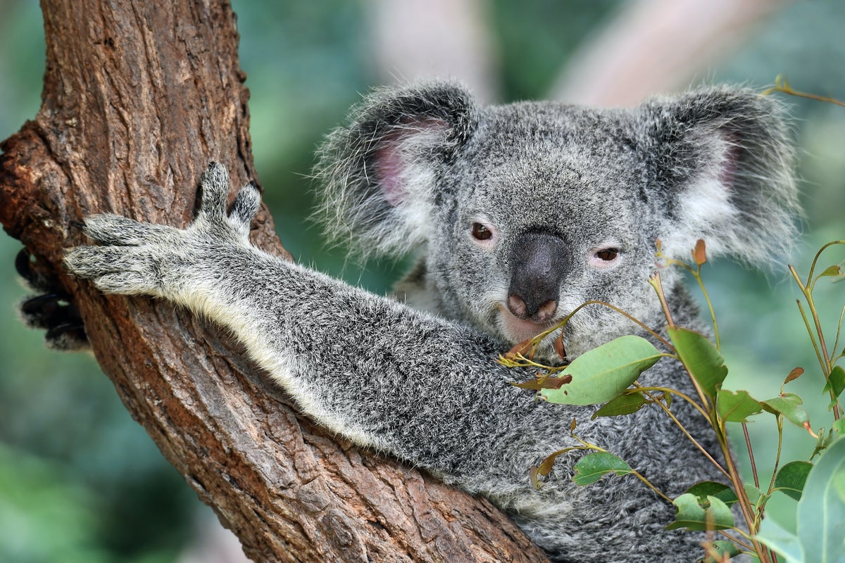 Australian Psychedelics: Incannex Business & Financials, New Research Center For Mushrooms & Eating Disorders - Incannex Healthcare (NASDAQ:IXHL)