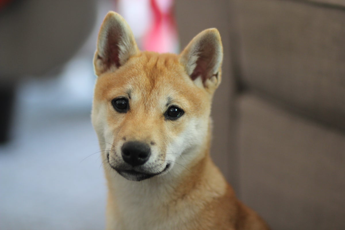 Why Dogecoin Rival Shiba Inu (SHIB) Gained Today - SHIBA INU (SHIB/USD)