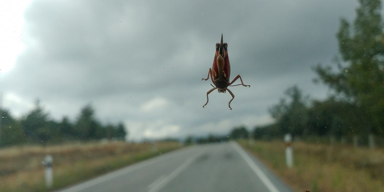 The eye-opening results scientists found when they studied bug splats on cars