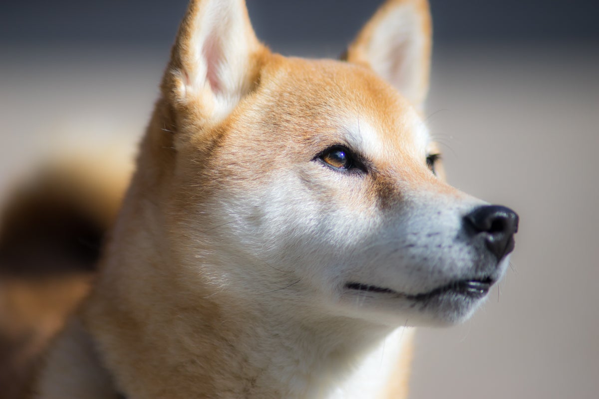 Why Shiba Inu (SHIB) Is Nosediving - SHIBA INU (SHIB/USD)