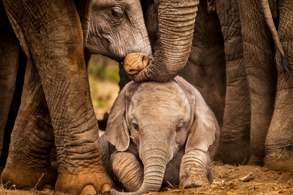 Video: Baby Elephant Wins Netizen's Hearts As It Steals TV Reporter's Spotlight, Checks For His 'Trunk'