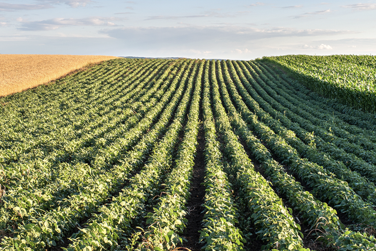 Diverging Sentiments in Wheat Vs. Corn and Soybeans