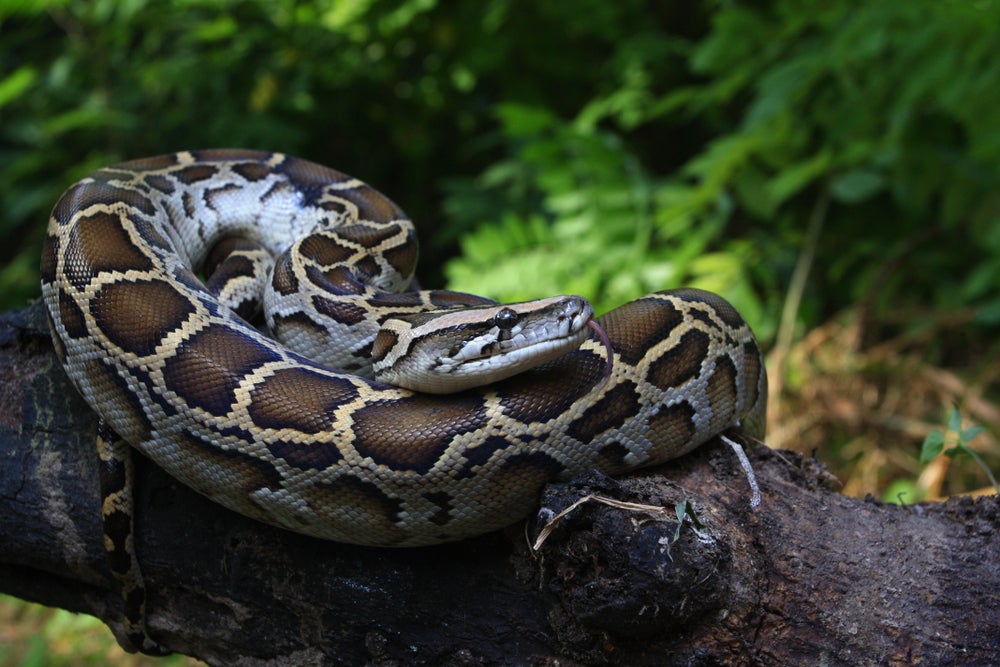 Boy Survives After Being Bitten, Dragged Into Pool By Python — 'He's An Absolute Trooper,' Says Father