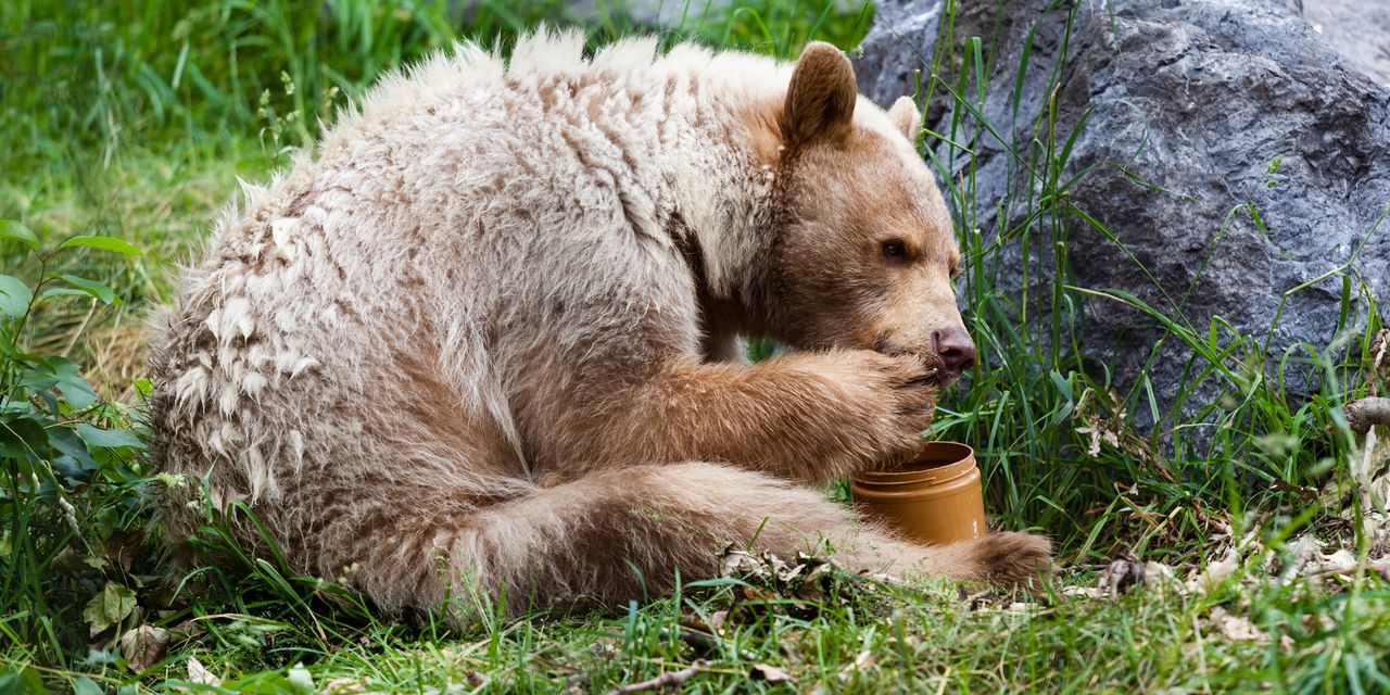 As mortgage rates dip below 7%, ‘millennials should jump at a 6% mortgage like bears grabbing for honey’