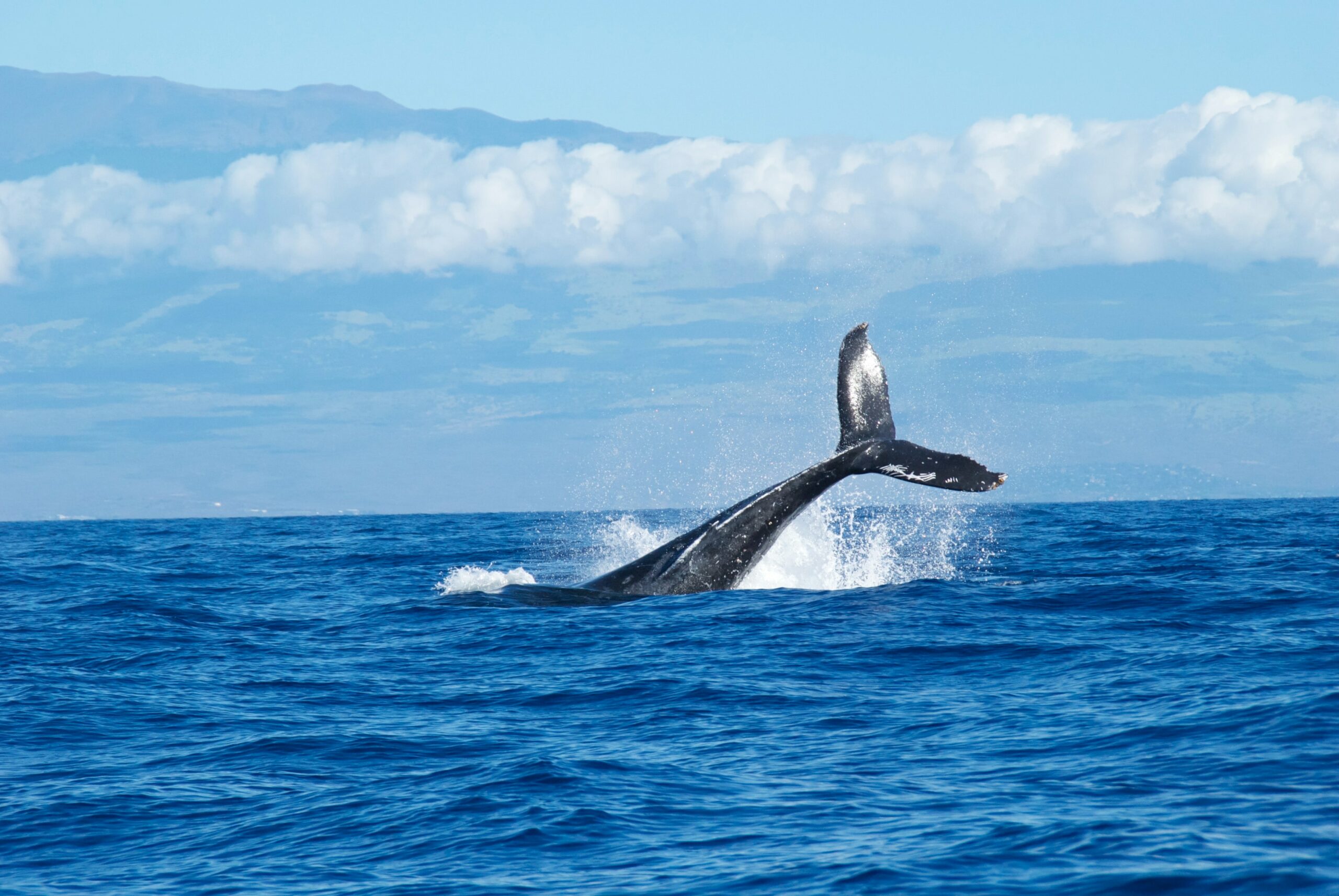 Whales Add $1B More To Their Holdings