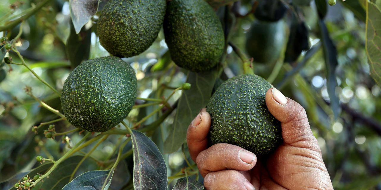 Avocado prices are plunging, and taking Mission Produce stock along for the ride