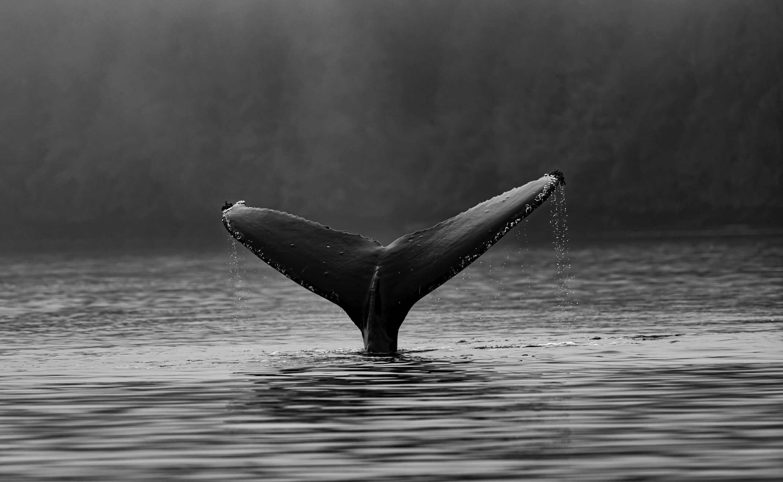 Bitcoin Whales Continue To Shed Holdings, Prices Not Attractive Enough?