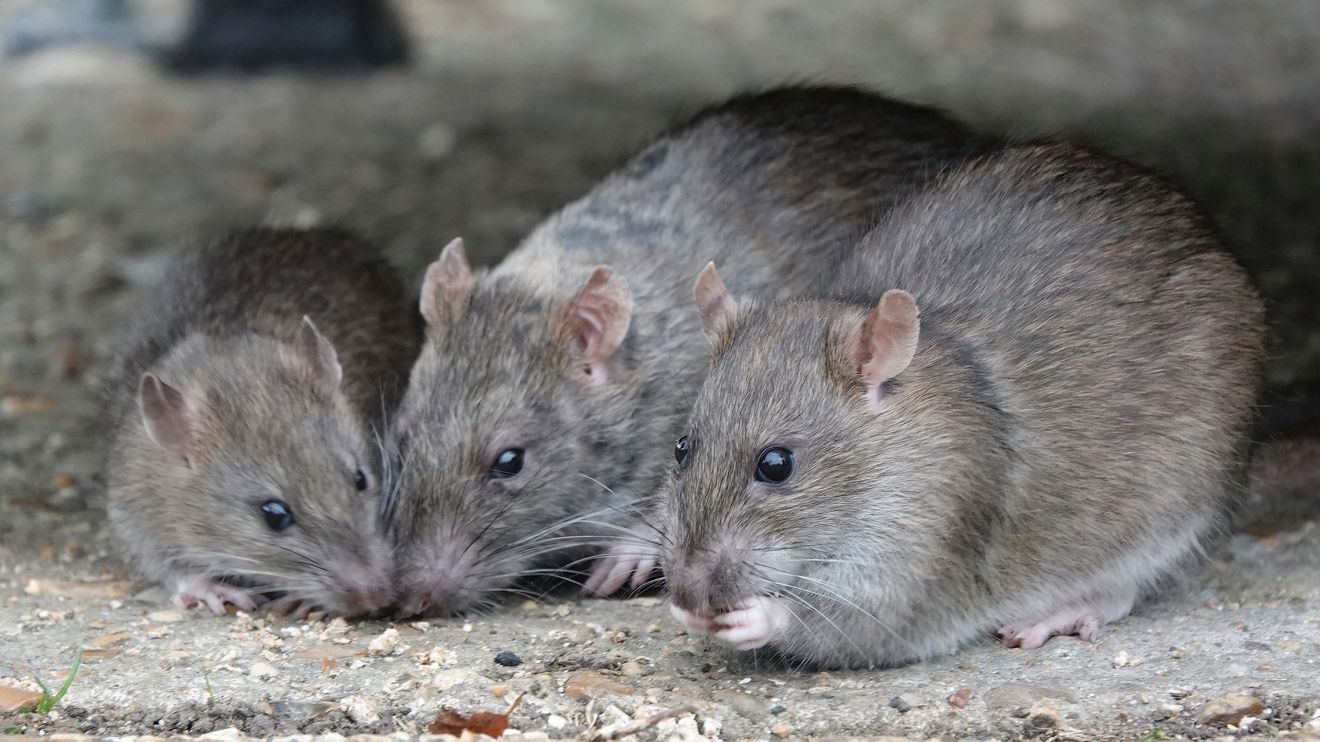 Looking for a killer job? New York City is seeking to hire a 'rat czar.'