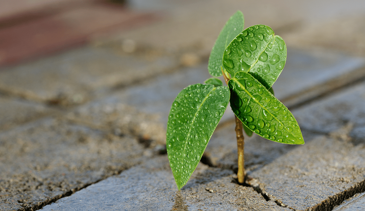 On Career Resilience in Uncertain Times