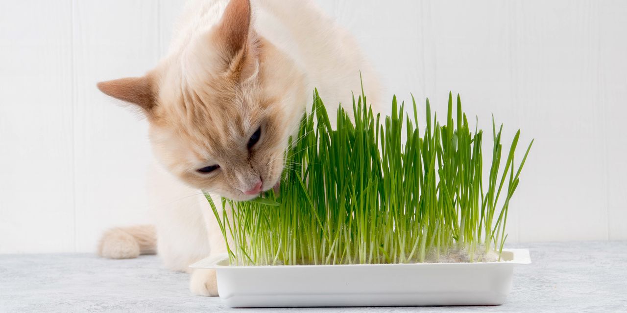 Wegmans cat grass, micro greens, sweet pea leaves recalled over salmonella fears